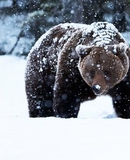Niedźwiedzie na Podkarpaciu - informacja dla turystów
